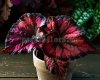 Begonia DS-BURNING PASSION